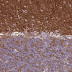 Immunohistochemical staining of human cerebellum shows moderate to strong cytoplasmic positivity in cells in granular layer.