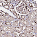 Immunohistochemical staining of human kidney shows strong nuclear positivity in cells in tubules and cells in glomeruli.