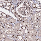 Immunohistochemical staining of human kidney shows strong nuclear positivity in cells in tubules and cells in glomeruli.
