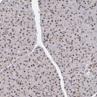 Anti-NELFA Antibody