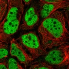 Immunofluorescent staining of human cell line CACO-2 shows localization to nucleoplasm & nuclear bodies.