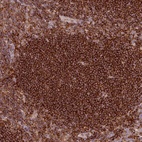 Immunohistochemical staining of human tonsil shows high expression.