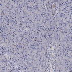 Immunohistochemical staining of human pancreas shows low expression as expected.