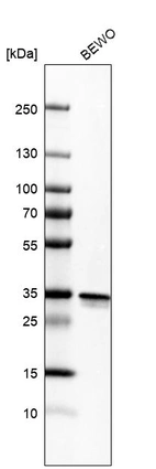 Western blot analysis in human cell line BEWO.