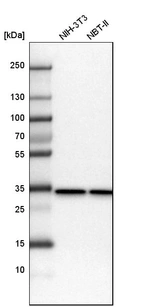 Western blot analysis in mouse cell line NIH-3T3 and rat cell line NBT-II.
