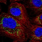 Immunofluorescent staining of human cell line A-431 shows localization to mitochondria.