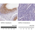 Anti-NXPE2 Antibody
