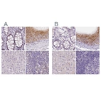 Immunohistochemical staining of human colon, epididymis, liver and lymph node using Anti-NXPE2 antibody HPA039876 (A) shows similar protein distribution across tissues to independent antibody HPA039744 (B).