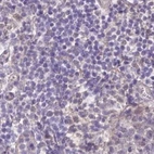 Immunohistochemical staining of human lymph node using Anti-NXPE2 antibody HPA039876.