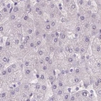 Immunohistochemical staining of human liver using Anti-NXPE2 antibody HPA039876.