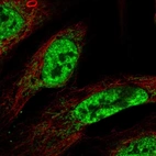 Immunofluorescent staining of human cell line U-2 OS shows localization to nuclear speckles & mitochondria.