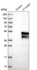 Western blot analysis in control (vector only transfected HEK293T lysate) and C11orf57 over-expression lysate (Co-expressed with a C-terminal myc-DDK tag (~3.1 kDa) in mammalian HEK293T cells, LY413240).