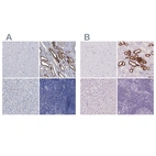 Immunohistochemical staining of human cerebral cortex, kidney, liver and lymph node using Anti-TMEM72 antibody HPA039894 (A) shows similar protein distribution across tissues to independent antibody HPA062907 (B).