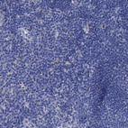 Immunohistochemical staining of human Lymph node shows no positivity in non-germinal center cells as expected.