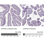 Anti-CFAP54 Antibody