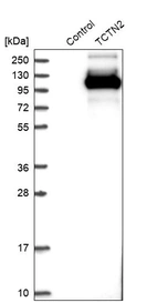 Western blot analysis in control (vector only transfected HEK293T lysate) and TCTN2 over-expression lysate (Co-expressed with a C-terminal myc-DDK tag (~3.1 kDa) in mammalian HEK293T cells, LY411064).