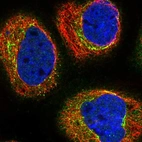 Immunofluorescent staining of human cell line A-431 shows localization to the Golgi apparatus.