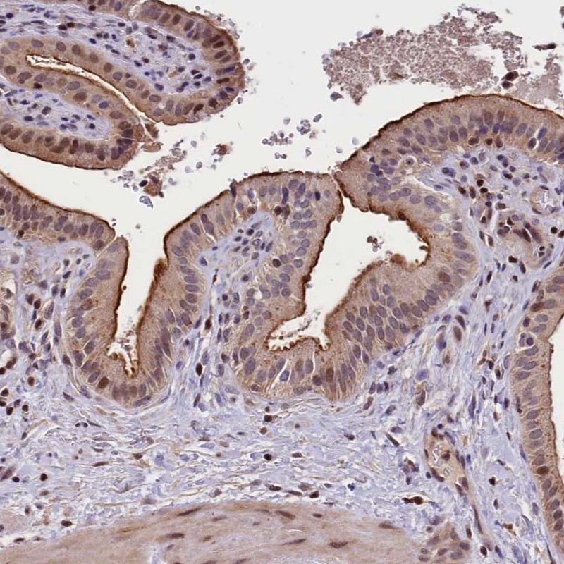 Anti-ATG101 Antibody