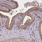 Anti-ATG101 Antibody