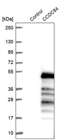 Western blot analysis in control (vector only transfected HEK293T lysate) and CCDC84 over-expression lysate (Co-expressed with a C-terminal myc-DDK tag (~3.1 kDa) in mammalian HEK293T cells, LY404922).