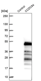 Western blot analysis in control (vector only transfected HEK293T lysate) and CCDC84 over-expression lysate (Co-expressed with a C-terminal myc-DDK tag (~3.1 kDa) in mammalian HEK293T cells, LY404922).