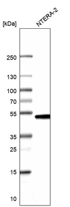 Western blot analysis in human cell line NTERA-2.