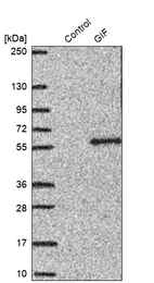 Western blot analysis in control (vector only transfected HEK293T lysate) and GIF over-expression lysate (Co-expressed with a C-terminal myc-DDK tag (~3.1 kDa) in mammalian HEK293T cells, LY417460).