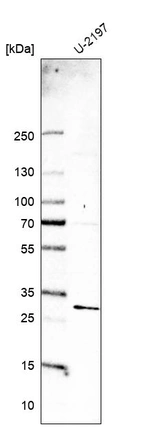 Anti-MED19 Antibody
