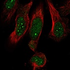 Immunofluorescent staining of human cell line U-251 MG shows localization to nucleus & nuclear bodies.