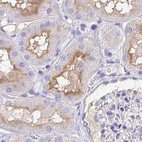 Immunohistochemical staining of human kidney using Anti-TREH antibody HPA039913.