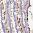 Immunohistochemical staining of human duodenum using Anti-TREH antibody HPA039913.