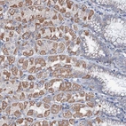 Immunohistochemical staining of human stomach shows moderate cytoplasmic positivity in parietal cells.