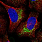 Immunofluorescent staining of human cell line U-2 OS shows localization to mitochondria.