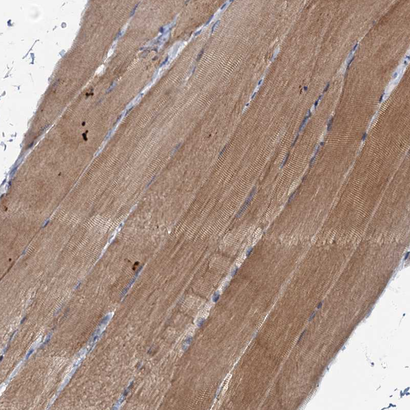 Anti-MRPL51 Antibody