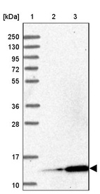 Anti-MRPL51 Antibody