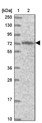 Lane 1: Marker [kDa] 250, 130, 95, 72, 55, 36, 28, 17, 10_br/_Lane 2: Human cell line RT-4
