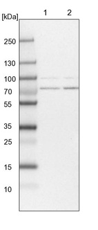 Lane 1: NIH-3T3 cell lysate (Mouse embryonic fibroblast cells)_br/_Lane 2: NBT-II cell lysate (Rat Wistar bladder tumour cells)