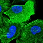 Immunofluorescent staining of human cell line U-2 OS shows localization to plasma membrane, cytosol & actin filaments.