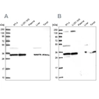 Western blot analysis using Anti-WDR61 antibody HPA039932 (A) shows similar pattern to independent antibody HPA040065 (B).