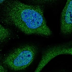 Immunofluorescent staining of human cell line U-2 OS shows localization to nucleoplasm & cytosol.