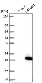 Western blot analysis in control (vector only transfected HEK293T lysate) and LRTOMT over-expression lysate (Co-expressed with a C-terminal myc-DDK tag (~3.1 kDa) in mammalian HEK293T cells, LY407958).