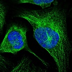 Immunofluorescent staining of human cell line U-2 OS shows localization to microtubules.