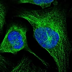 Immunofluorescent staining of human cell line U-2 OS shows localization to microtubules.