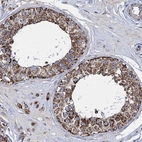 Immunohistochemical staining of human testis shows strong granular cytoplasmic positivity.