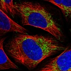 Immunofluorescent staining of human cell line U-2 OS shows localization to mitochondria.