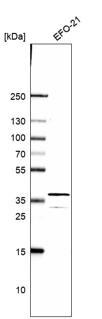 Anti-DNAJC22 Antibody