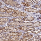 Anti-PAAF1 Antibody