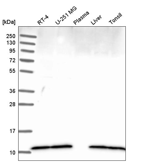 Anti-DYNLL1 Antibody