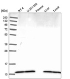 Anti-DYNLL1 Antibody