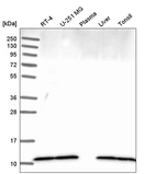 Anti-DYNLL1 Antibody